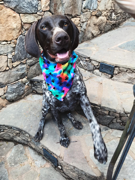 Entry image for Willow. Clicking this image will show a larger photo