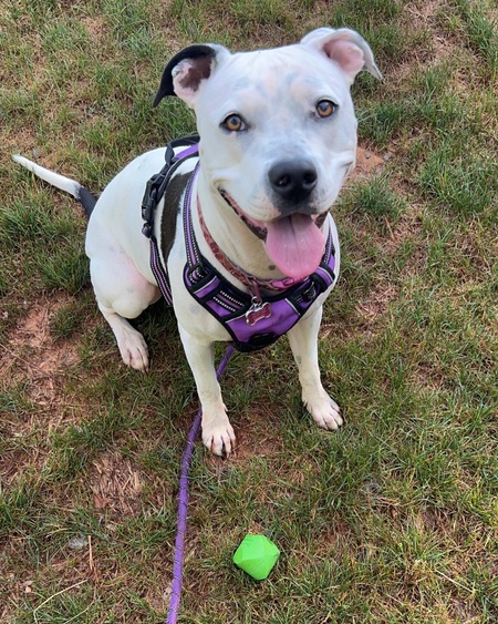 Entry image for Mabel. Clicking this image will show a larger photo