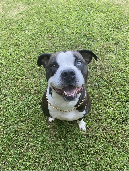 Entry image for Indi. Clicking this image will show a larger photo