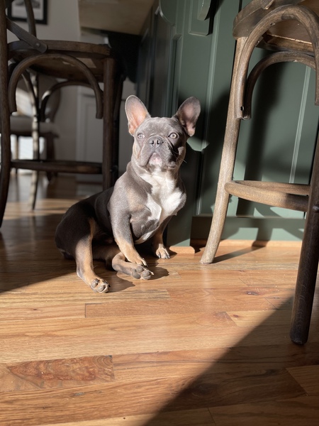 Entry image for Baloo. Clicking this image will show a larger photo