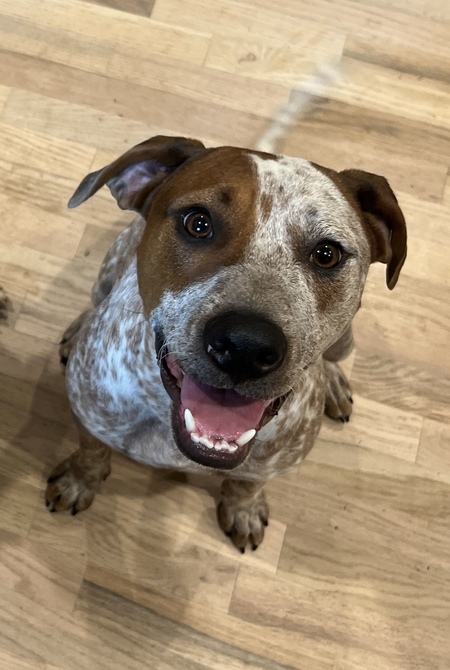 Entry image for Frank. Clicking this image will show a larger photo