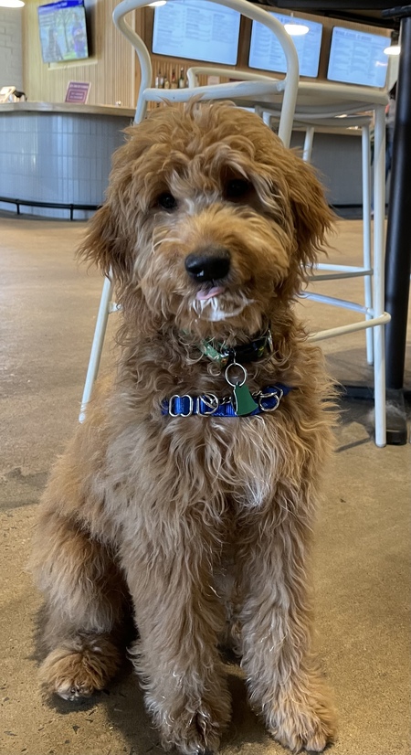 Entry image for Goose. Clicking this image will show a larger photo