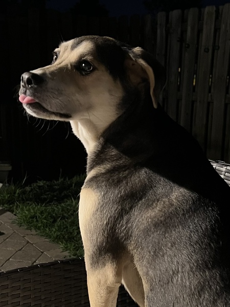 Entry image for Penny. Clicking this image will show a larger photo