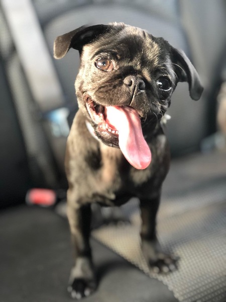 Entry image for Millie. Clicking this image will show a larger photo