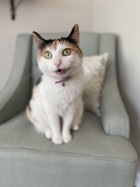 Entry image for Nellie. Clicking this image will show a larger photo