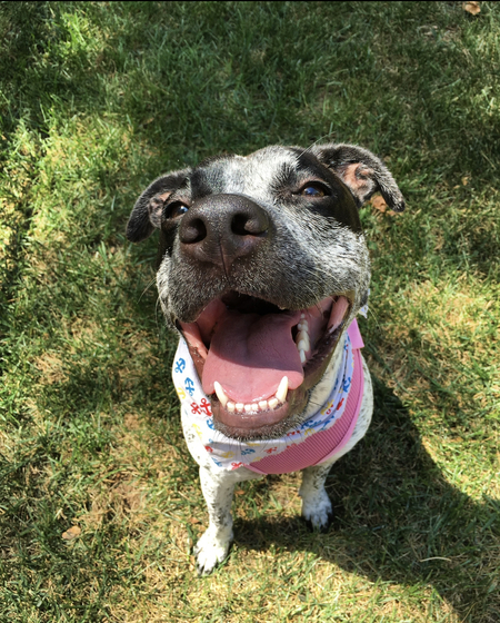 Entry image for Bradie Mae . Clicking this image will show a larger photo