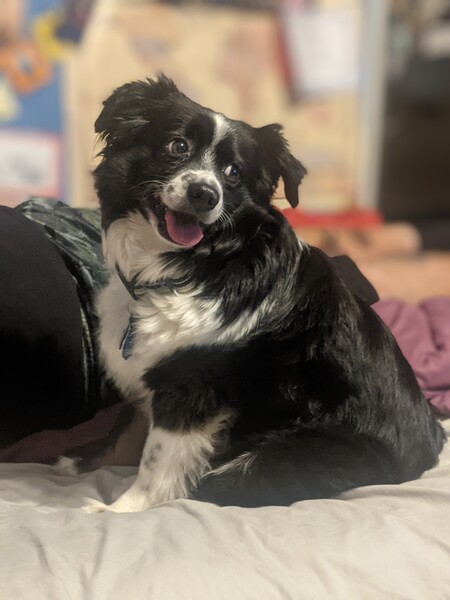 Entry image for Samson. Clicking this image will show a larger photo