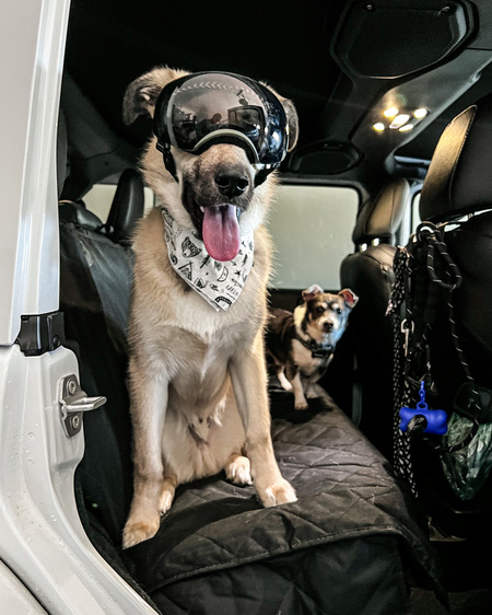 Entry image for Boone. Clicking this image will show a larger photo