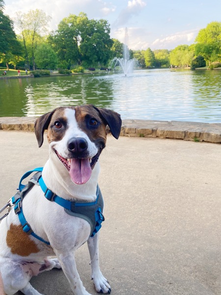 Entry image for Artie. Clicking this image will show a larger photo