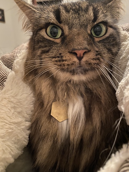 Entry image for Finley the Tripawd. Clicking this image will show a larger photo