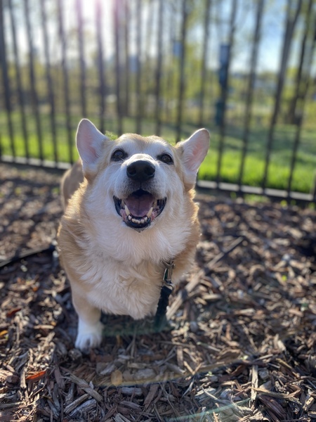 Entry image for Harper. Clicking this image will show a larger photo