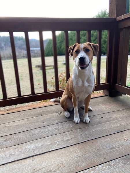 Entry image for Birdie. Clicking this image will show a larger photo