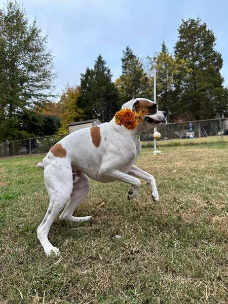 Entry image for Ollie. Clicking this image will show a larger photo