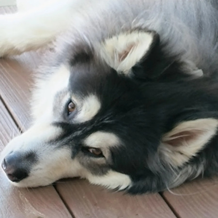 Entry image for Meadow . Clicking this image will show a larger photo