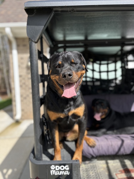 Entry image for Reagan . Clicking this image will show a larger photo