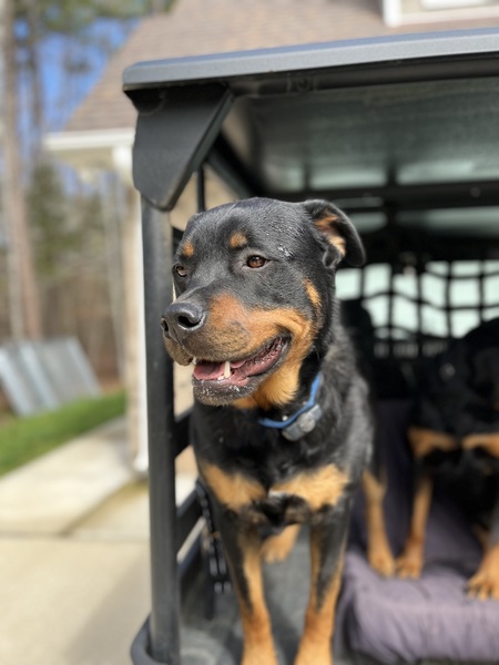 Entry image for Odin. Clicking this image will show a larger photo