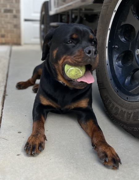 Entry image for Harley Quinn. Clicking this image will show a larger photo