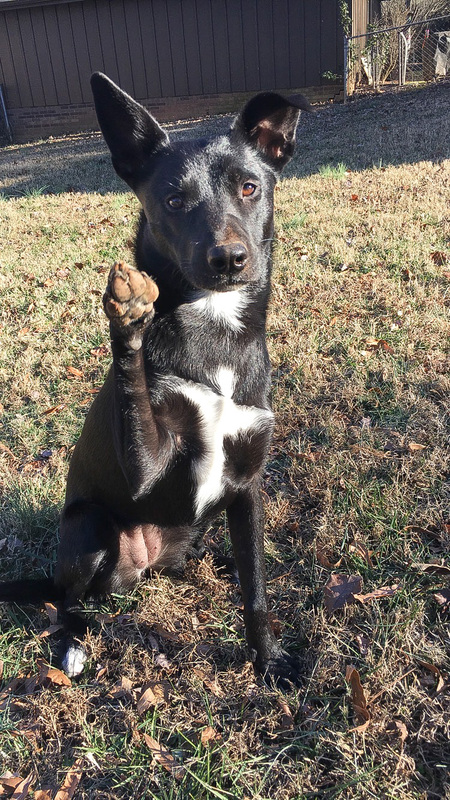 Entry image for Bella. Clicking this image will show a larger photo