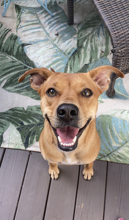 Entry image for Millie. Clicking this image will show a larger photo