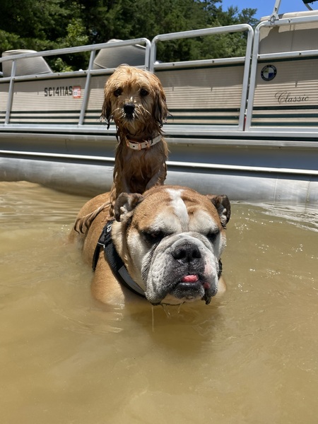 Entry image for Harley Coco and Cletus. Clicking this image will show a larger photo