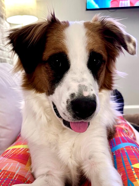 Entry image for Ollie. Clicking this image will show a larger photo