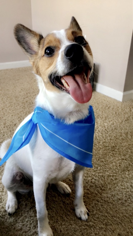 Entry image for Atticus. Clicking this image will show a larger photo