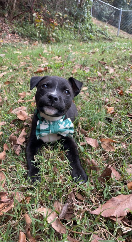 Entry image for Winston. Clicking this image will show a larger photo