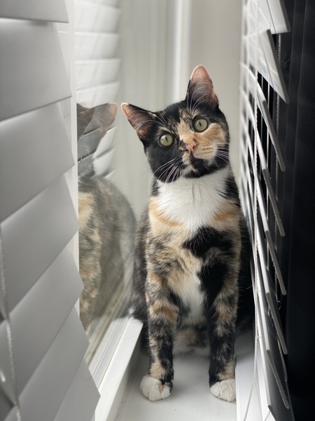 Entry image for Indie. Clicking this image will show a larger photo