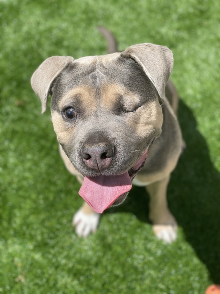 Entry image for Merf. Clicking this image will show a larger photo