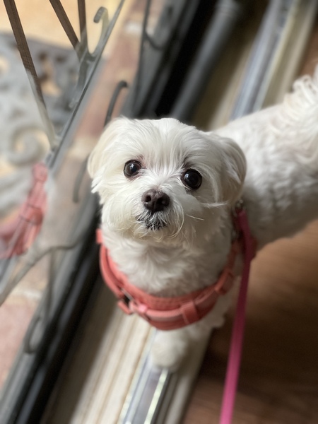 Entry image for Minkie. Clicking this image will show a larger photo