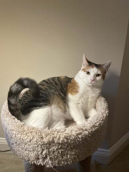 Entry image for Coriander. Clicking this image will show a larger photo