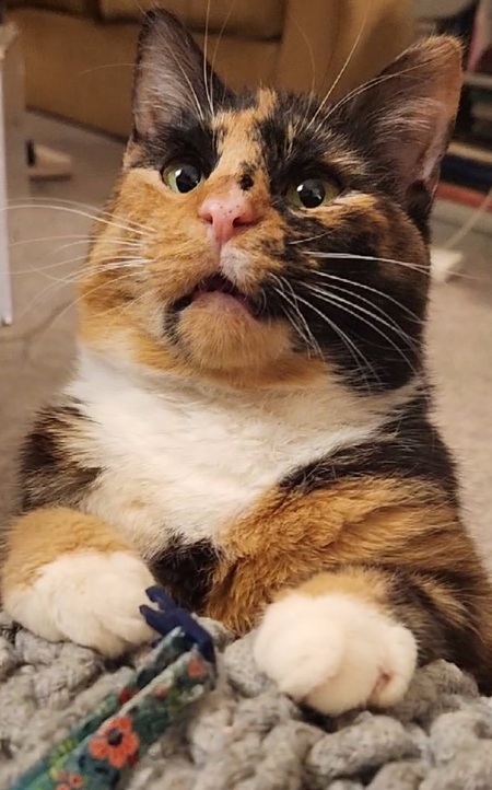 Entry image for Nora Noodle. Clicking this image will show a larger photo