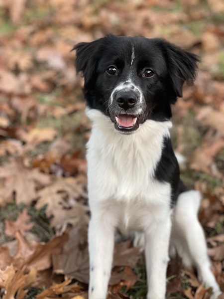 Entry image for Baloo. Clicking this image will show a larger photo