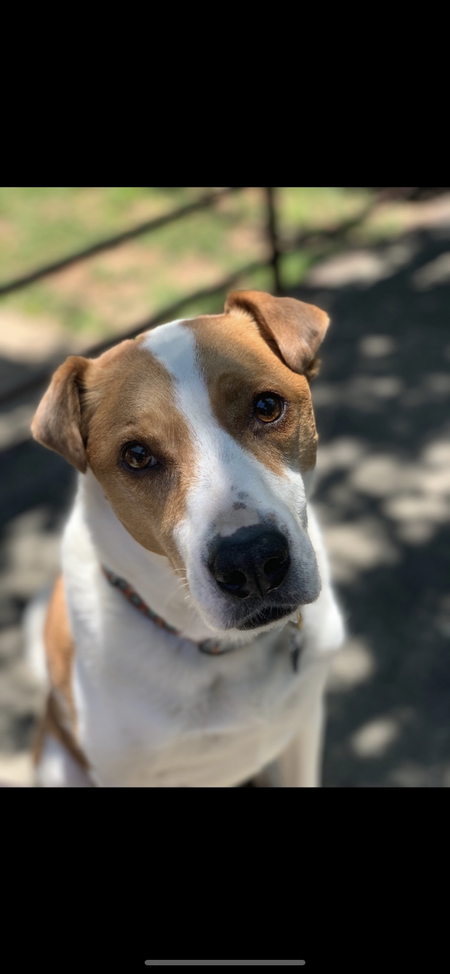 Entry image for Kona. Clicking this image will show a larger photo