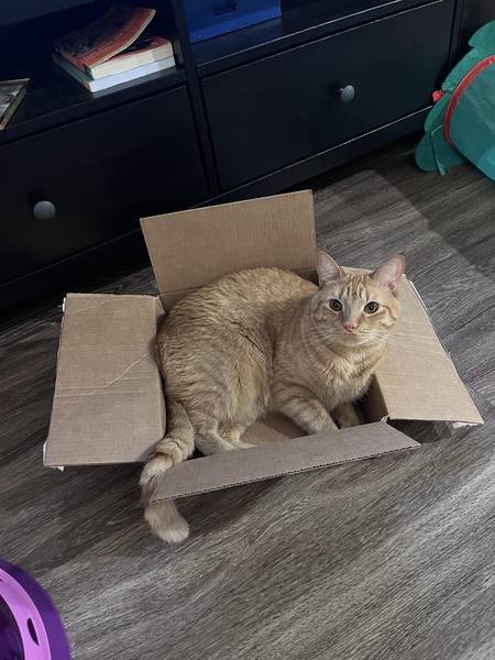 Entry image for Juice. Clicking this image will show a larger photo