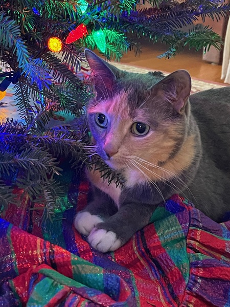 Entry image for Tibi. Clicking this image will show a larger photo