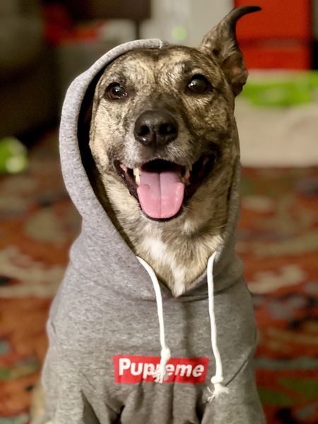 Entry image for Kira. Clicking this image will show a larger photo