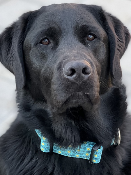 Entry image for Oliver. Clicking this image will show a larger photo