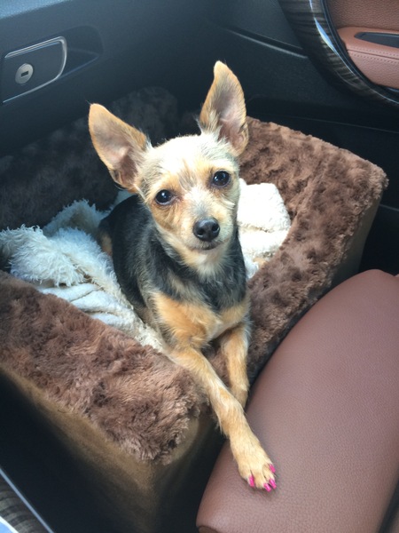 Entry image for Tica. Clicking this image will show a larger photo