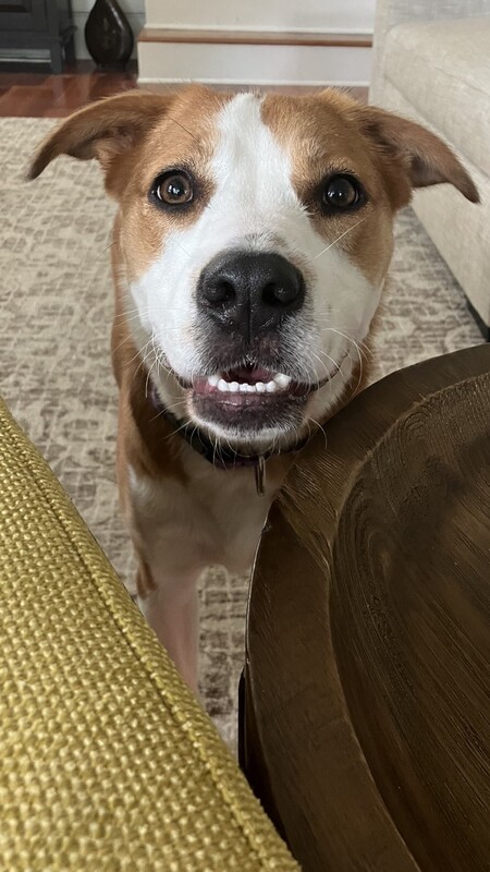 Entry image for Beignet. Clicking this image will show a larger photo