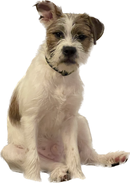 Entry image for Remy. Clicking this image will show a larger photo