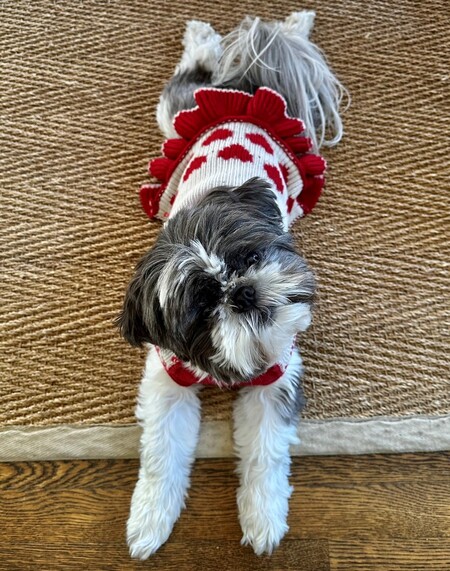 Entry image for Sugar. Clicking this image will show a larger photo