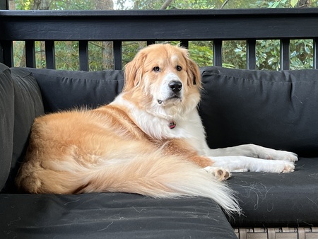 Entry image for Appa. Clicking this image will show a larger photo