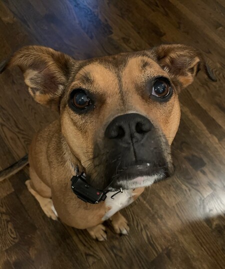 Entry image for Harper. Clicking this image will show a larger photo