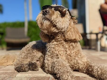 Entry image for Ranger. Clicking this image will show a larger photo