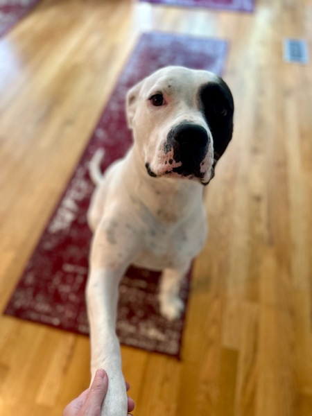 Entry image for (Foxy) Roxy. Clicking this image will show a larger photo