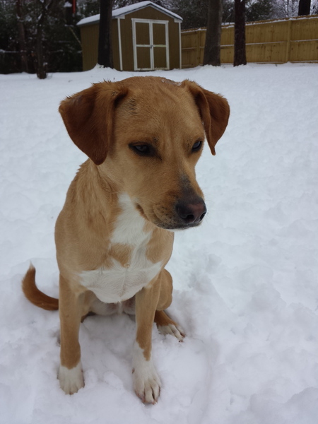 Entry image for Griffin. Clicking this image will show a larger photo