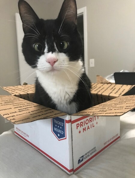 Entry image for Rebo. Clicking this image will show a larger photo