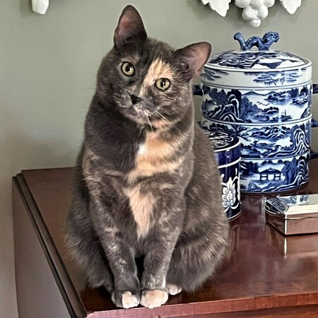 Entry image for HollyCat. Clicking this image will show a larger photo