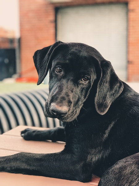 Entry image for Sully. Clicking this image will show a larger photo